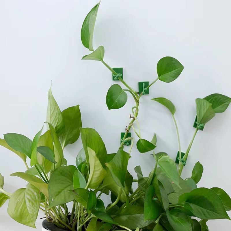 Self‑Adhesive Plant Climbing W - Vine Climbing Plastic recension och pris