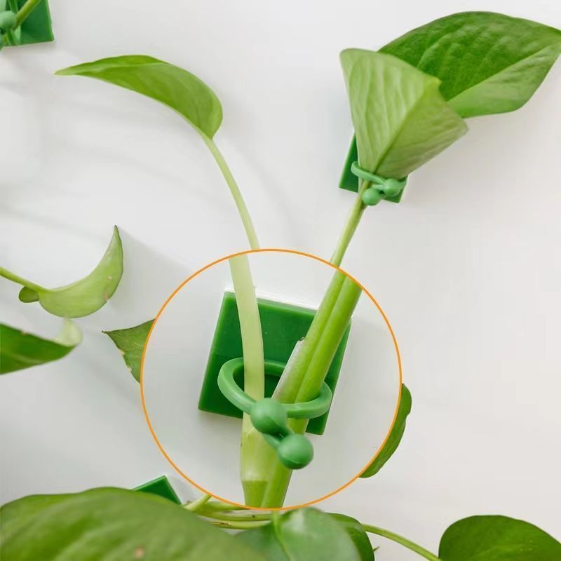 Self‑Adhesive Plant Climbing W - Vine Climbing Plastic recension och pris